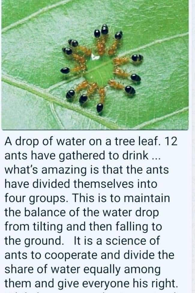 Ants%20around%20water%20drop